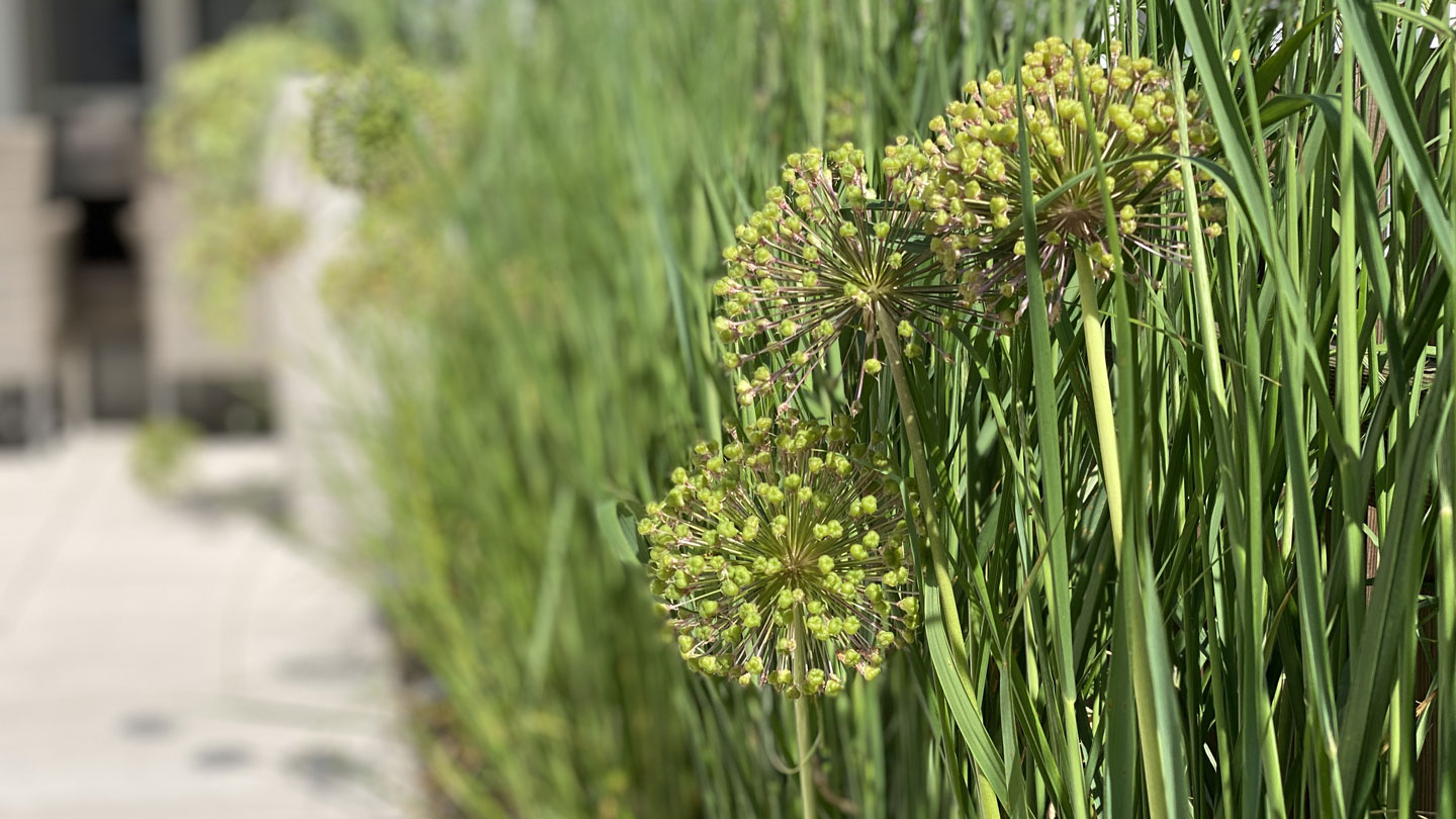 Graeserhecke-mit-Zierlauch