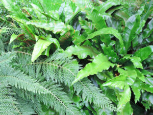 Asplenium scolopendrium