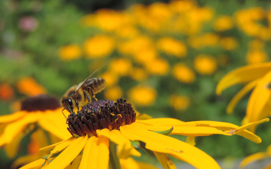 Biodiversität – Teil 1