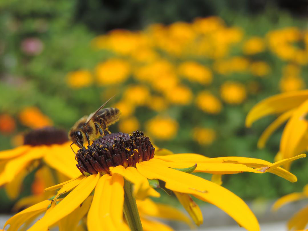 Rudbeckia mit Biene
