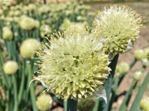Allium-fistulosum
