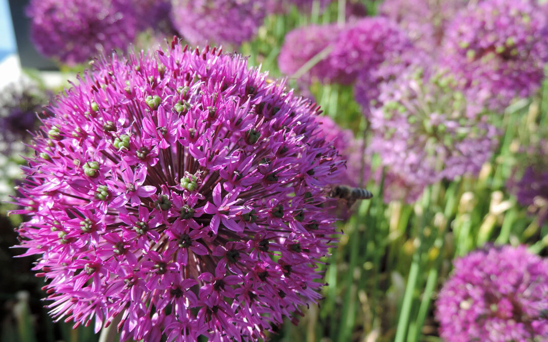 Allium
