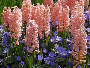 Hyacinthus Gypsy Queen