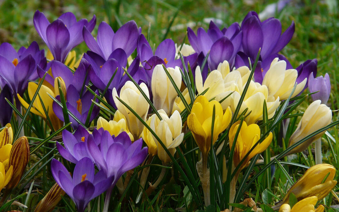 Blumenzwiebeln