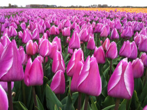 Tulpenfeld