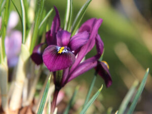 iris reticulata purple hill