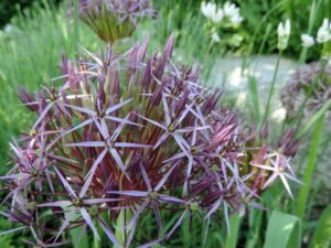 Allium christophii