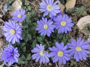 Anemone blanda