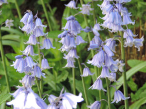 hyacinthoides hispanica excelsior