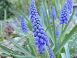 Muscari