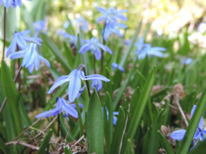 Blausternchen scilla libanotica
