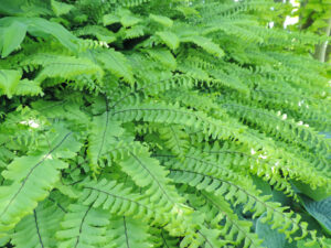 Frauenhaar Farn Adiantum pedatum