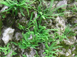 Mauerfarn Aspelenium trichomanes