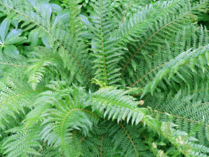 Frauenfarn Athyrium filix femina