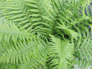 Wurmfarn Dryopteris filix mas