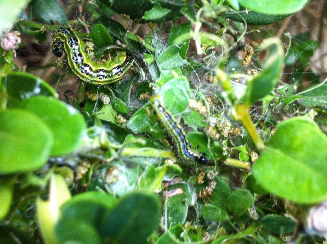 Buchsbaumzünsler Raupe und Spinnfaden Buchsbaumzünsler Raupe und Spinnfaden