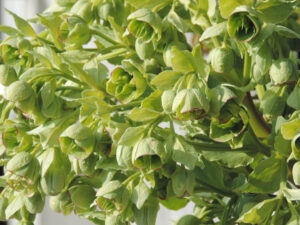 Nieswurz - helleborus foetidus