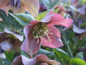 helleborus orientalis
