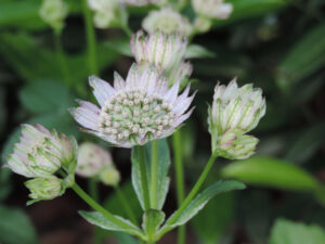 astrantia major