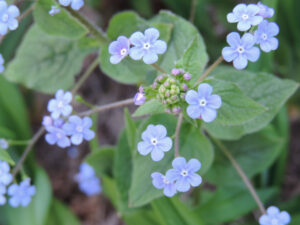 brunnera macrophylla