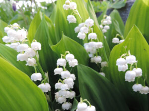 convallaria majalis