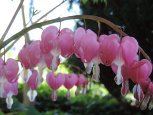 dicentra spactabilis