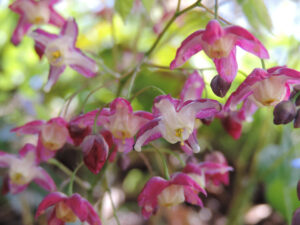 epimedium rubrum