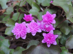 hepatica nobilis rubra plena