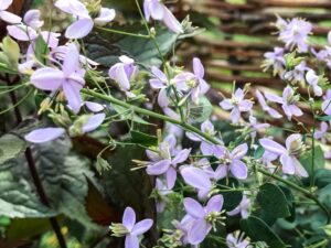 thalictrum delavayi
