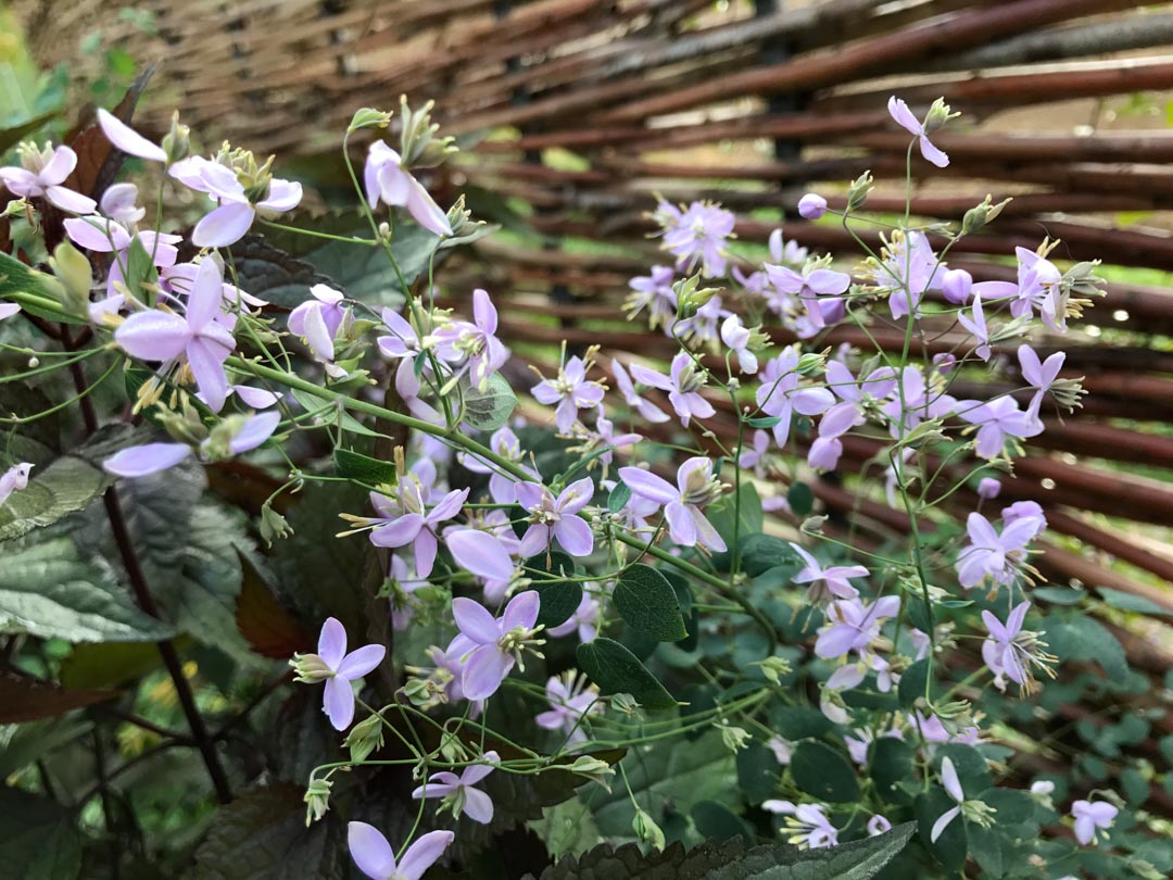 thalictrum delavayi thalictrum delavayi