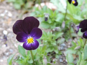 viola cornuta bowles black