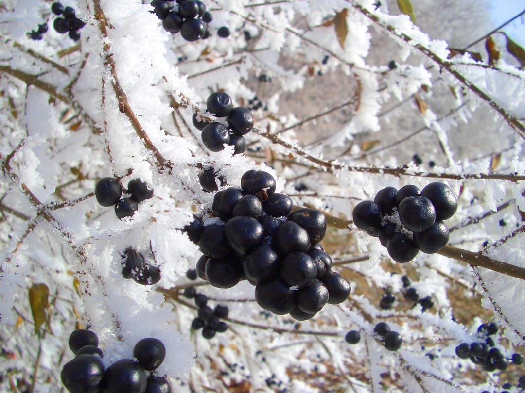 gartendsein_tipp_winterschutz