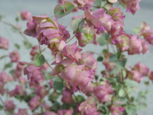 origanum rotundifolium
